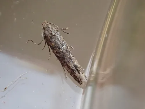 Tuta absoluta - photo 2