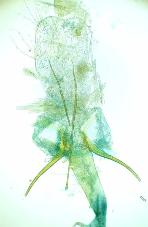 Tuta absoluta - photo 3