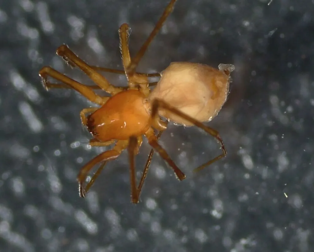 Tutaibo anglicanus - photo 3