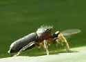Tutelina elegans - photo 2