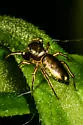 Tutelina elegans - photo 4