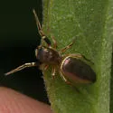 Tutelina elegans - photo 5