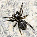 Tutelina formicaria