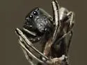 Tutelina formicaria - photo 2