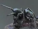 Tutelina formicaria - photo 3