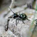 Tutelina formicaria - photo 4