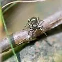 Tutelina formicaria - photo 5