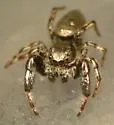 Tutelina harti