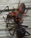 Tutelina similis