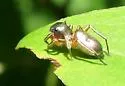 Tutelina similis - photo 2