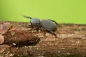 Tutelina similis - photo 4