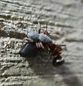 Tutelina similis - photo 5