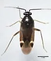 Tuxedo flavicollis - photo 2