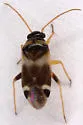 Tuxedo flavicollis - photo 3