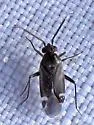 Tuxedo flavicollis - photo 4