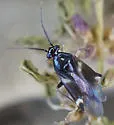 Tuxedo susansolomonae