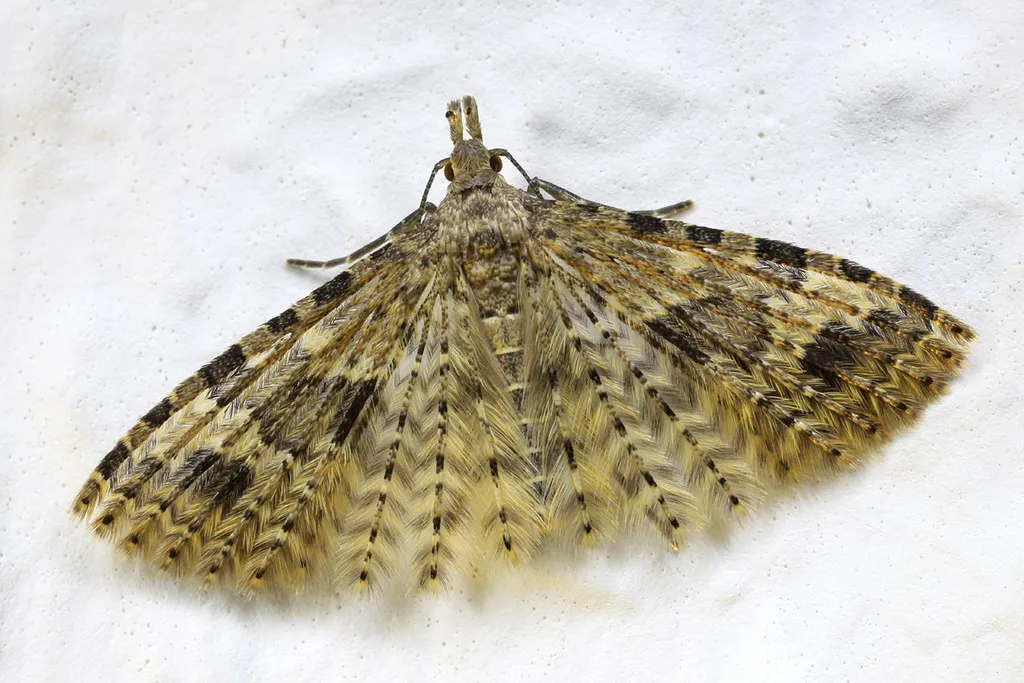 Twenty-plume Moth - photo 2