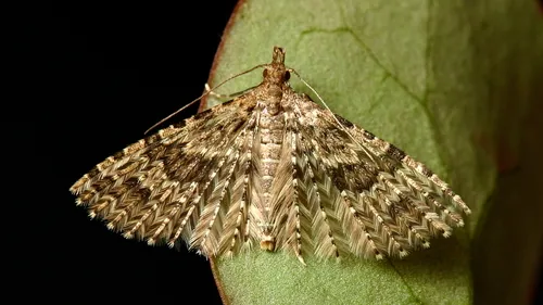 Twenty-plume Moth - photo 4