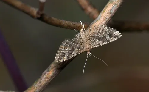Twenty-plume Moth - photo 6