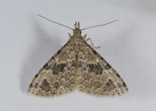 Twenty-plume Moth - photo 7