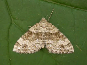 Twin-spot Carpet - Mesotype didymata