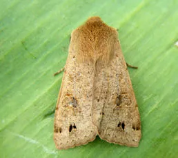 Twin-spotted Quaker - Anorthoa munda