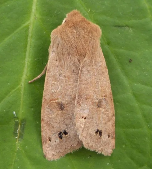 Twin-spotted Quaker - photo 2