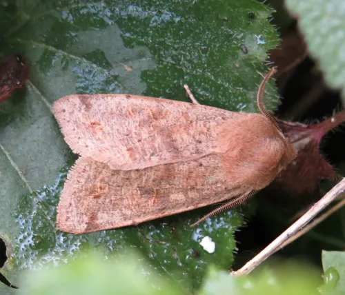 Twin-spotted Quaker - photo 3