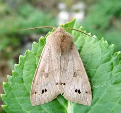 Twin-spotted Quaker - photo 4