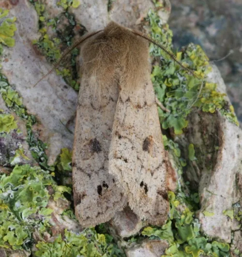 Twin-spotted Quaker - photo 5