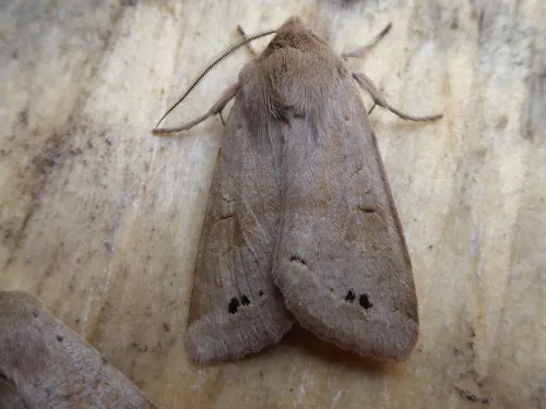 Twin-spotted Quaker - photo 6