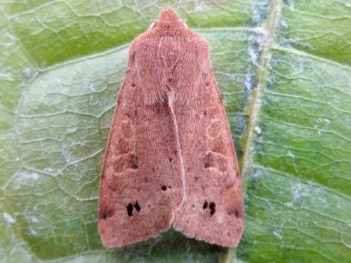 Twin-spotted Quaker - photo 8