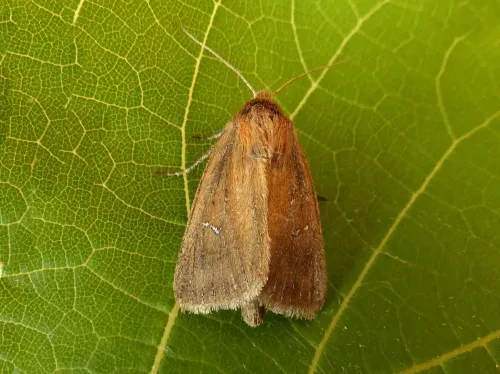 Twin-spotted Wainscot - Lenisa geminipuncta