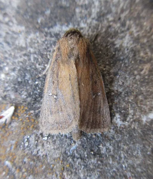 Twin-spotted Wainscot - photo 2