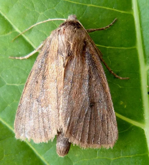 Twin-spotted Wainscot - photo 3