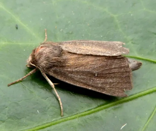 Twin-spotted Wainscot - photo 4