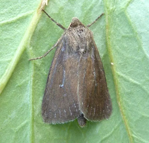 Twin-spotted Wainscot - photo 5