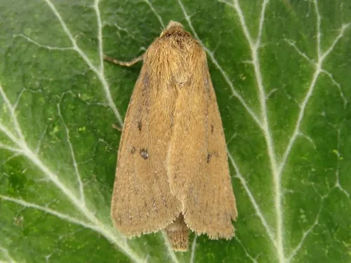 Twin-spotted Wainscot - photo 6