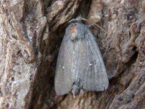 Twin-spotted Wainscot - photo 7