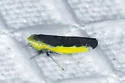 Twiningia bicolor