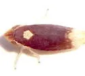 Twiningia fumida - photo 5