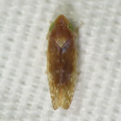 Twiningia pellucida