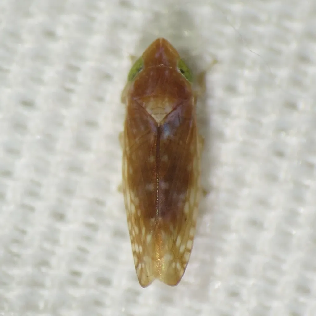Twiningia pellucida - photo 2