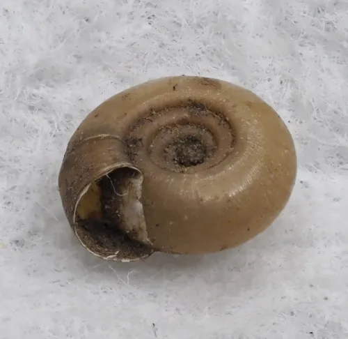 Twisted Ramshorn