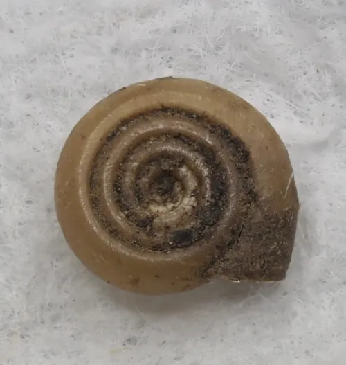 Twisted Ramshorn - photo 2