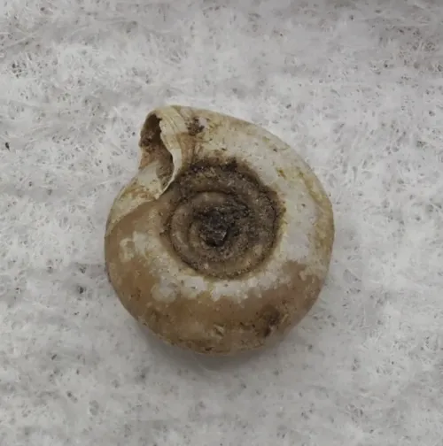 Twisted Ramshorn - photo 3