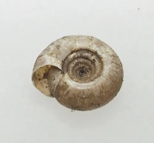 Twisted Ramshorn - photo 5