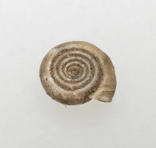 Twisted Ramshorn - photo 6
