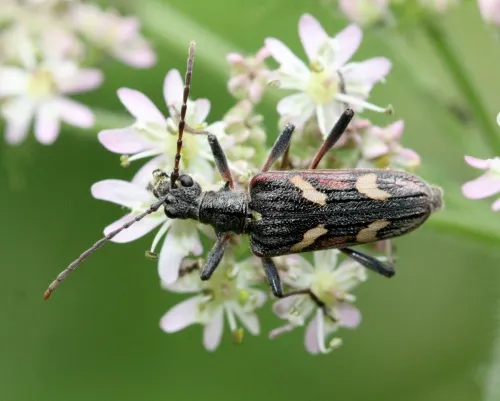 Two-banded Longhorn Beetle