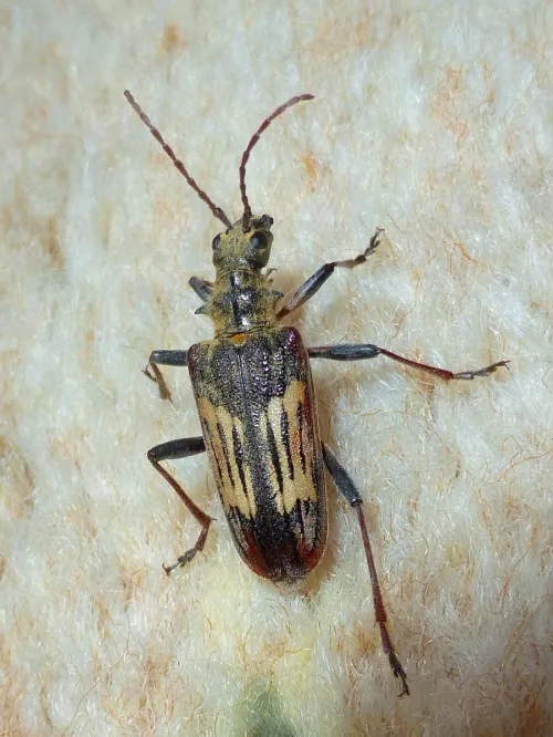 Two-banded Longhorn Beetle - photo 2